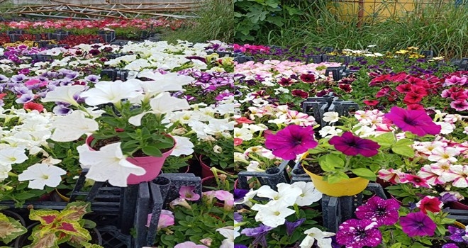 Kızılcahamam Belediyesi İlçe Nüfusu Kadar İlçeye Çiçek Ekti