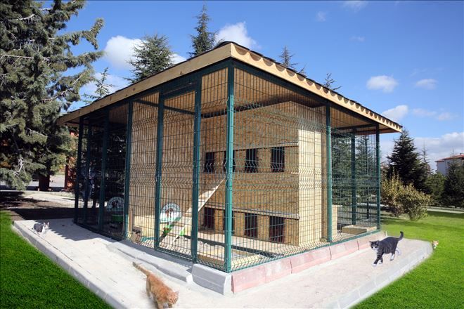 ETİMESGUT BELEDİYESİ KEDİEVİ YAPTI