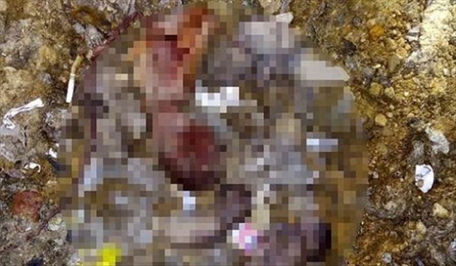 BU NASIL İNSANLIK? ÇÖPLÜKTE 26 CENİN BULUNDU!