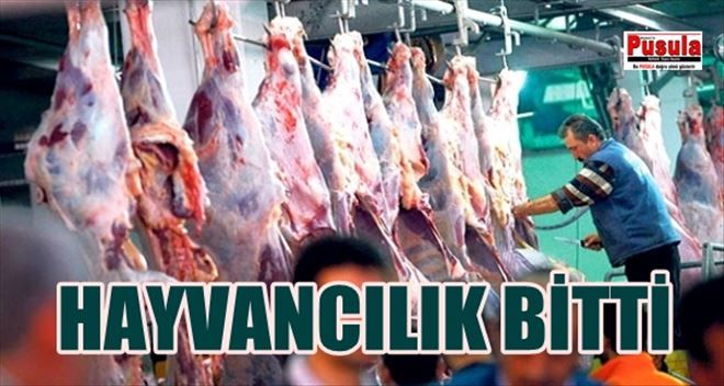 AVRUPA BİRLİĞİ´NDEN 19 BİN TON ET ALIYORUZ