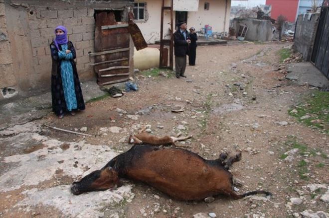 TERÖRİSTLER KAÇARKEN HAYVANLARI BİLE ÖLDÜRÜYOR