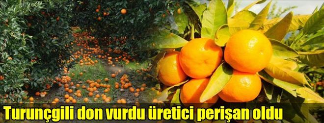 TURUNÇGİLİ DON VURDU