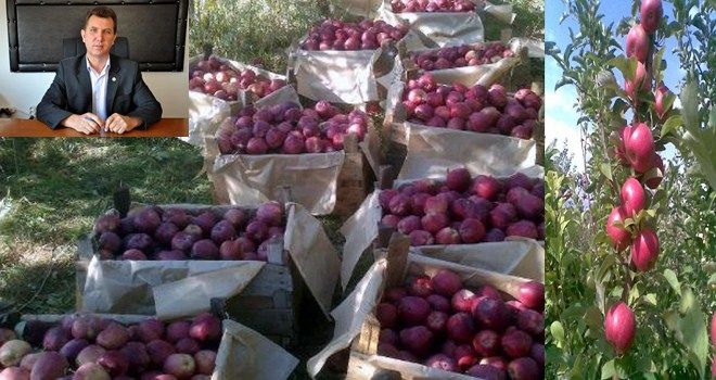 Patates Üzdü, Elma Güldürdü