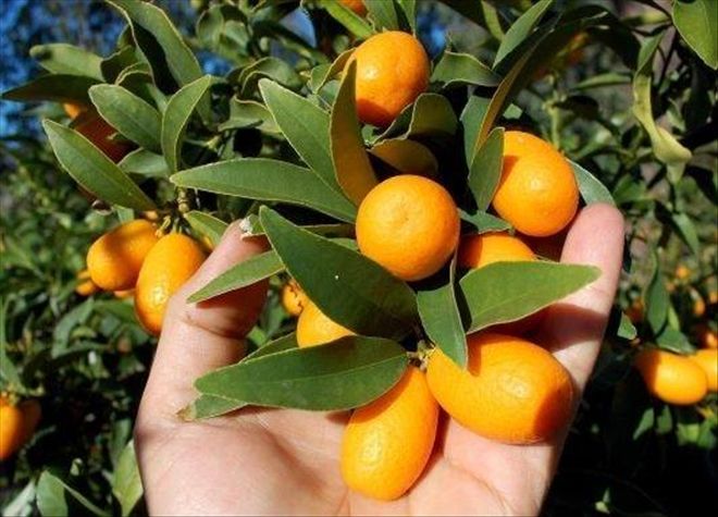 GRİBİN DÜŞMANI ALTIN PORTAKAL PAZARDA