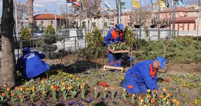   Binlerce kışlık çiçek toprakla buluştu