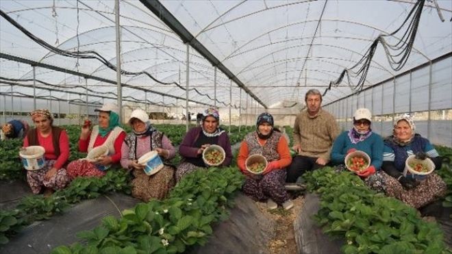Kış Ortasında Çilek Hasadı