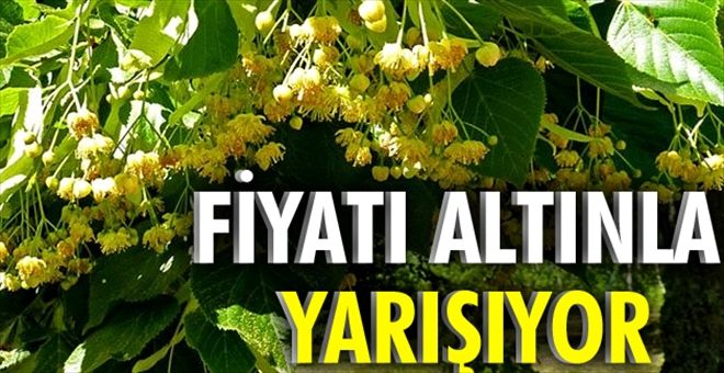 Fiyatı altınla yarışıyor