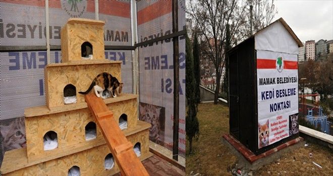 Mamak´ta sokak kedilerine yönelik örnek uygulama