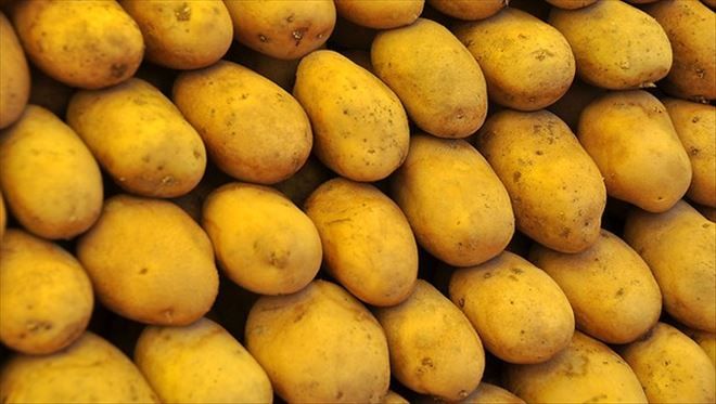 TONLARCA PATATES DEPODA KALDI