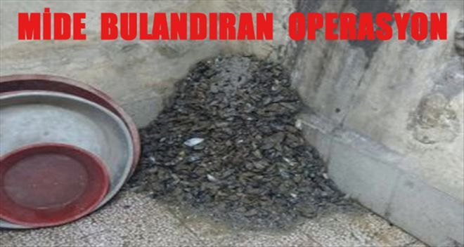 Bu operasyon mide bulandırdı