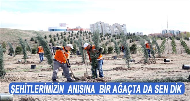 28 ŞEHİDİMİZİN ANISINA 5 BİN AĞAÇ DİKİLECEK