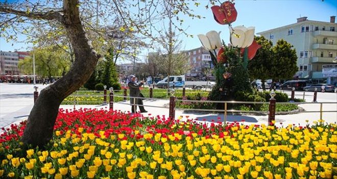 SİNCAN´DA LALELER AÇMAYA BAŞLADI 