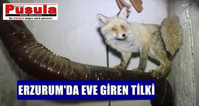 OLTU´DA BİR EVE GİREN TİLKİ 