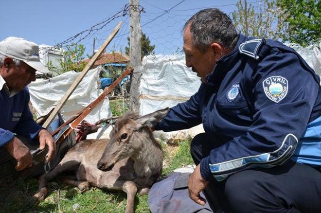 KURT SALDIRISINA UĞRAYAN GEYİK EVE SIĞINDI