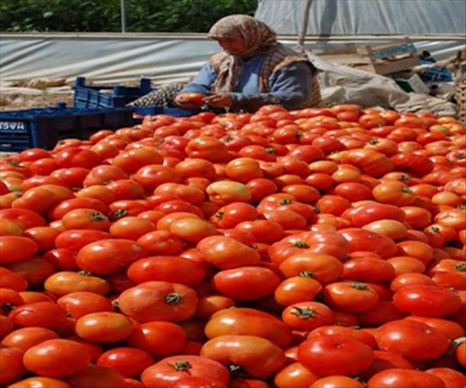  RUSYA, TÜRK DOMATESİNDEN VAZGEÇEMİYOR