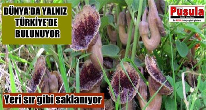 DÜNYADA SADECE SAMSUN´DA BULUNAN BİTKİNİN YERİ SIR GİBİ SAKLANIYOR