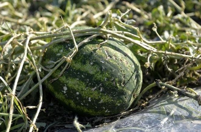 ADANA´DA DOLU AFETE DÖNÜŞTÜ