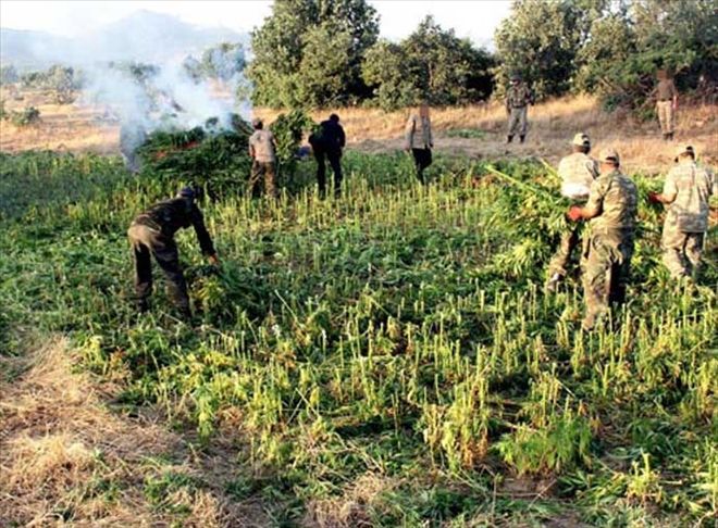 PKK´NIN FİNANS KAYNAĞI KENEVİR TARLALARI İMHA EDİLİYOR