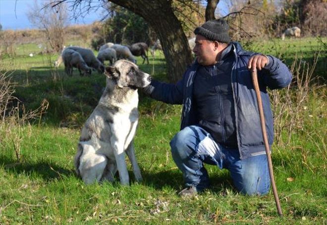 ÇOBAN KÖPEĞİ, SÜRÜSÜNÜ HIRSIZLARDAN KORUDU