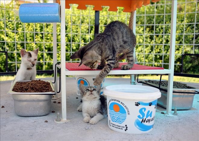 MERSİN BÜYÜKŞEHİR´DEN KEDİ SIĞINMA EVLERİ
