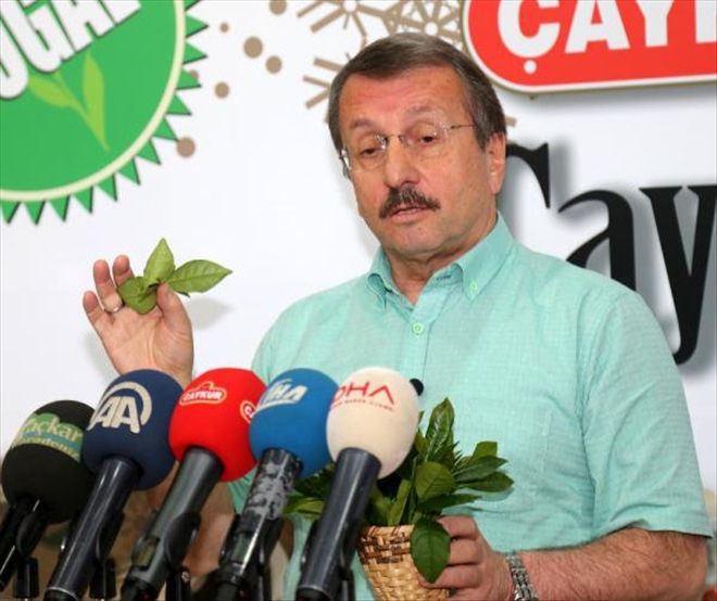 ÇAY KUR GENEL MÜDÜRÜ SÜTLÜOĞLU: ORGANİK ÇAY TABAN FİYATI 3.50 TL