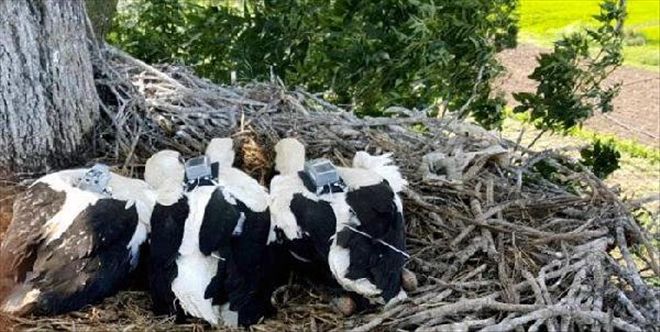 KIZILIRMAK´TAN GÖÇ EDEN LEYLEKLERDEN BİRİ İSRAİL´E DİĞERİ DE SURİYE´YE ULAŞTI