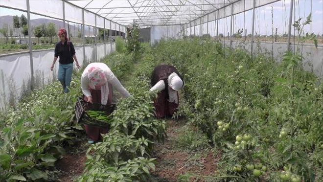 Muş´ta Tütün Ekicileri, Seracı Oldu