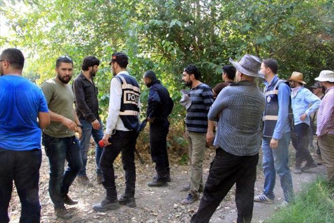 Hevsel Bahçeleri´nde 75 Bin Kök Hintkeneviri Ele Geçirildi