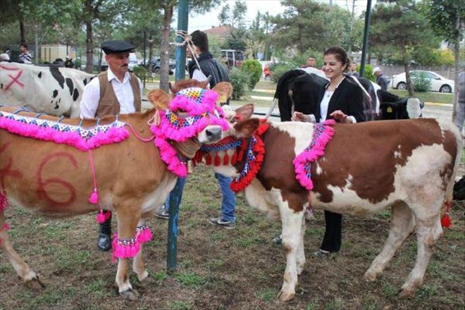 Tarım Festivalinde Yarışmaya İnekleri Süsleyip Getirdi