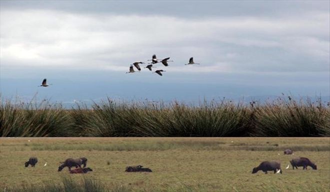 Kızılırmak Deltası´na ?Foto Safari´ Alanı Yapılacak