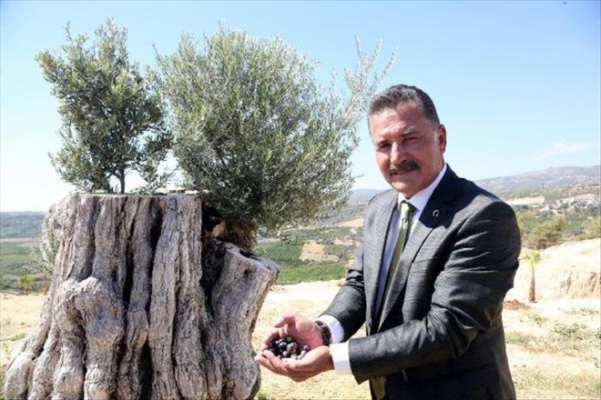 Kesildikten Sonra Yeniden Dikilen 800 Yıllık Zeytin Ağacı Meyve Verdi