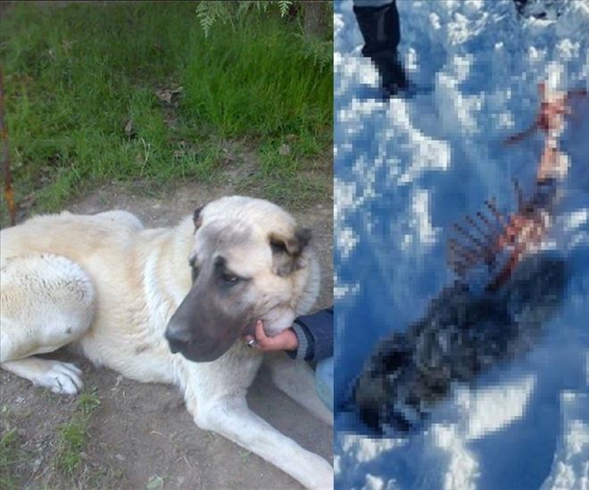 Ankara´da aç kurtlar mahalleye inip köpeği yedi