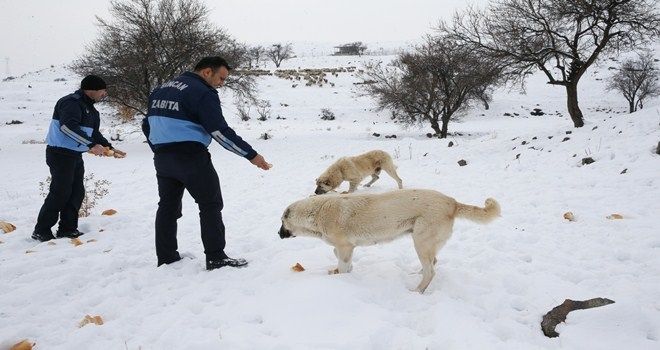 SİNCAN BELEDİYESİ SOKAK HAYVANLARINI UNUTMADI