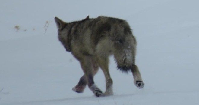 Aç kalan kurtlar köye inerek köpekleri yedi
