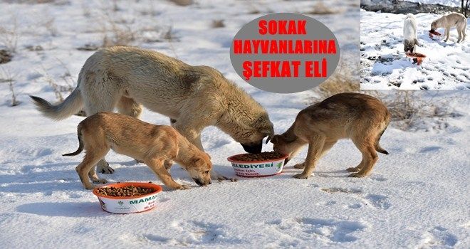 Şefkat eli sokak hayvanlarına da uzanıyor  