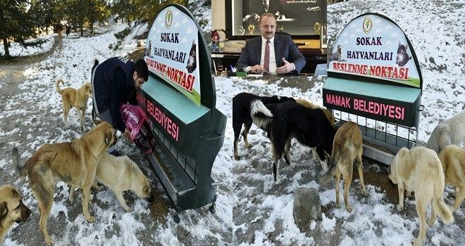 Sokak hayvanları beslenme noktaları
