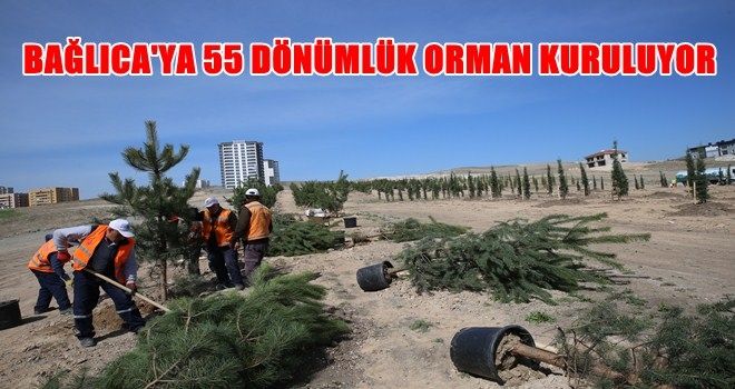 ETİMESGUT´A 55 DÖNÜMLÜK YENİ ORMAN KURULUYOR