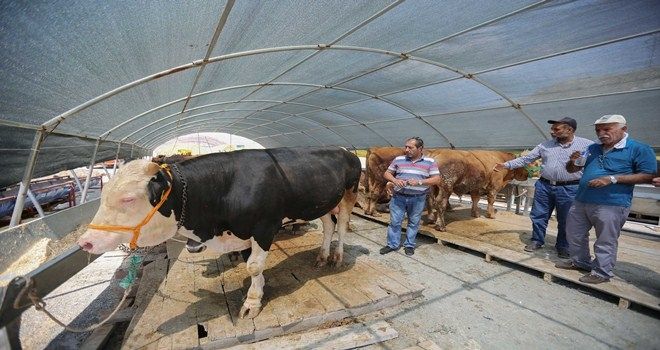Kurbanlıklar pazara giriş yaptı