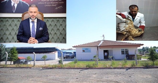 Yaralı şahin yaşama tutundu