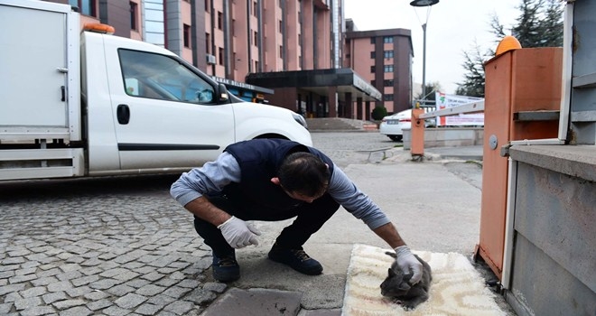 Yaralı kedi kurtarıldı