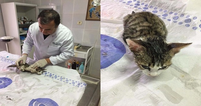 Minik pisi pisi için seferberlik