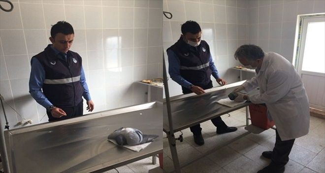 Felç geçiren güvercinin yardımına zabıta koştu