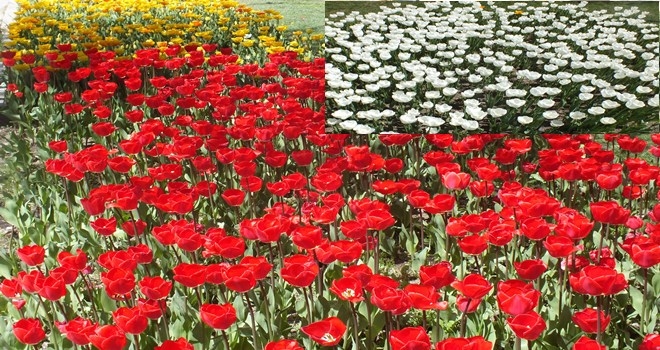 LALELER SİNCAN´I RENKLENDİRDİ