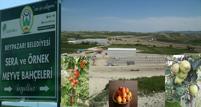 EMEKLER MEYVELERİNİ VERMEYE BAŞLADI