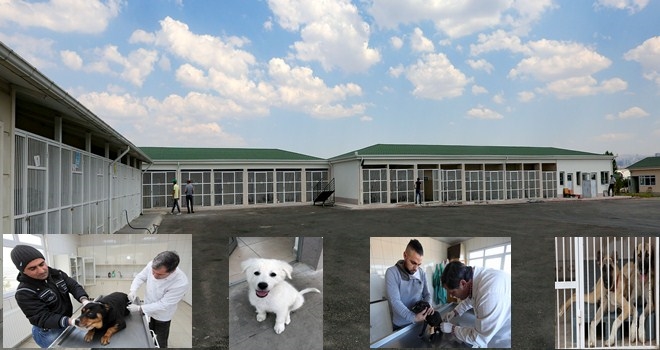 Yenimahalle´de 193 köpek sahiplendirildi