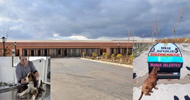 Sokak hayvanları emin ellerde