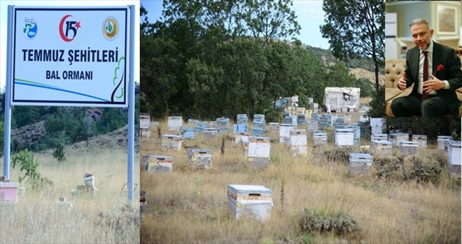 Arıcılığın kalbine bal ormanı