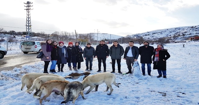 SOKAK HAYVANLARI İÇİN GÖNÜLLÜLERLE İŞBİRLİĞİ