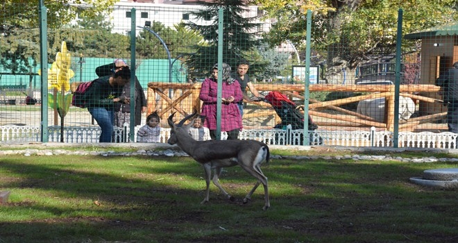 ÇOCUKLARIN YENİ GÖZDESİ EMU KUŞLARI VE CEYLANLAR 