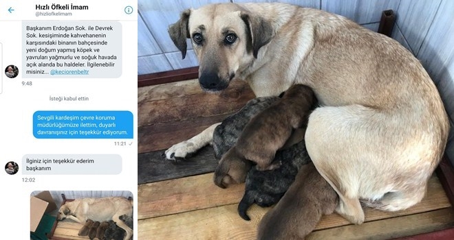 YENİ DOĞUM YAPMIŞ SOKAK KÖPEĞİ VE YAVRULARI KORUMA ALTINDA